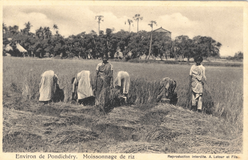 13-09 - Environs de Pondichery - moissonnage de riz